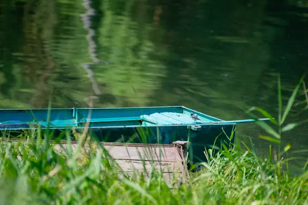 Üzerinde kuş olan eski ahşap bir tekne. Gölün kıyısında oturuyor.