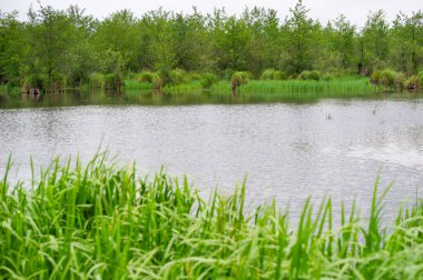 Serene Wetlands Su ve Yeşilliğin Huzurlu Sahnesi