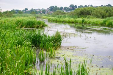 Serene Wetlands Su ve Yeşilliğin Huzurlu Sahnesi