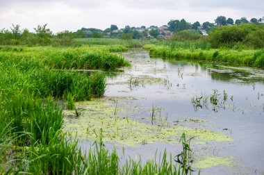 Serene Wetlands Su ve Yeşilliğin Huzurlu Sahnesi
