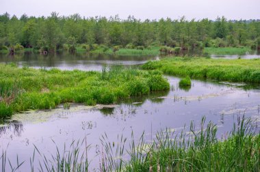 Serene Wetlands Su ve Yeşilliğin Huzurlu Sahnesi