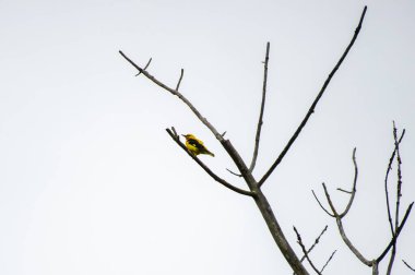 Avrasya altın oriolü bulutlu gökyüzünde bir dala tünemişti.