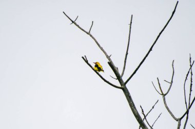 Avrasya altın oriolü bulutlu gökyüzünde bir dala tünemişti.