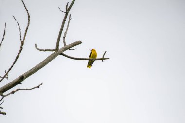 Avrasya altın oriolü bulutlu gökyüzünde bir dala tünemişti.