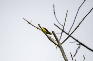 Avrasya altın oriolü bulutlu gökyüzünde bir dala tünemişti.