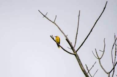 Avrasya altın oriolü bulutlu gökyüzünde bir dala tünemişti.