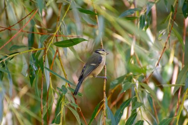 the eurasian blue tit perched on a willow  branch