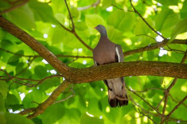 Yeşil arka planda bir ağaç dalında oturan sıradan bir güvercin.