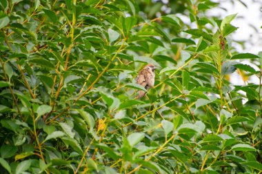 Avrasya ağaç serçesi yeşil yaprakların arasında bir ağaç dalına tünemiş.