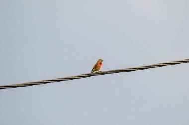 Kablodaki sıradan bir keten.
