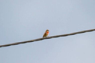 Kablodaki sıradan bir keten.