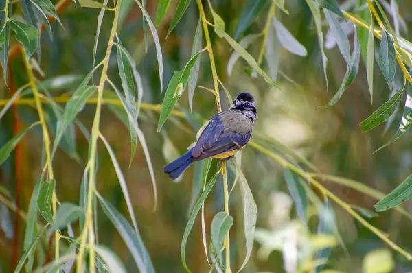 the eurasian blue tit perched on a willow  branch