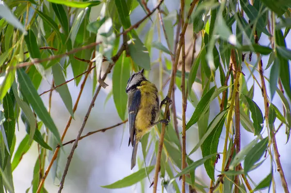 the eurasian blue tit perched on a willow  branch