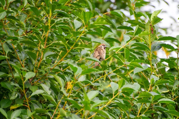 Avrasya ağaç serçesi yeşil yaprakların arasında bir ağaç dalına tünemiş.
