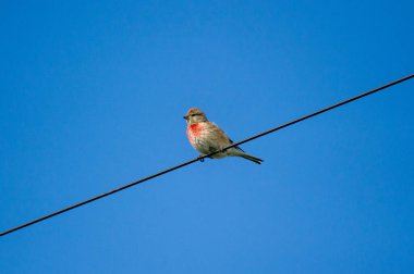  Mavi gökyüzüne karşı bir tel üzerinde sıradan bir keten.
