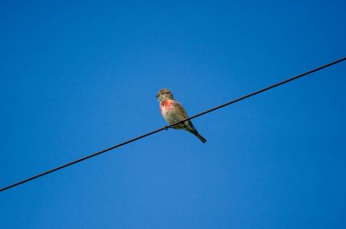  Mavi gökyüzüne karşı bir tel üzerinde sıradan bir keten.