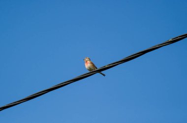  Mavi gökyüzüne karşı bir tel üzerinde sıradan bir keten.