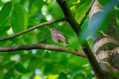 Siyah kızıl, dalda oturuyor.