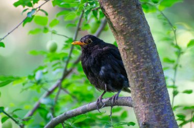 Bir ağaç üzerinde ortak karatavuk