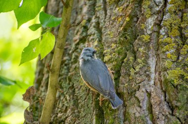 Bir ağaca tünemiş Avrasyalı bir tımarhane.