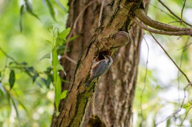 Avrasyalı tımarhane ağaç deliğine giriyor.