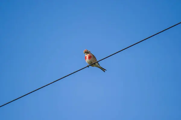  Mavi gökyüzüne karşı bir tel üzerinde sıradan bir keten.