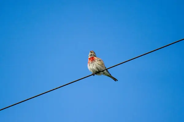  Mavi gökyüzüne karşı bir tel üzerinde sıradan bir keten.