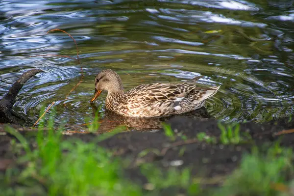  Yaban ördeği gölde yüzüyor ve suya yansıyor.