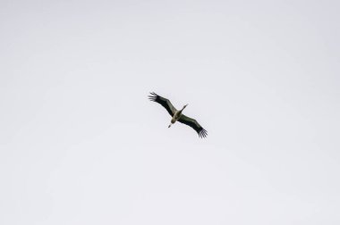 Gri gökyüzünde uçan beyaz leylekler