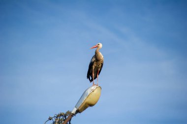 Sokak lambasına tünemiş beyaz bir leylek.