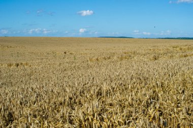 Ukrayna 'da altın buğday tarlası ve mavi gökyüzü