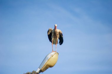 Sokak lambasına tünemiş beyaz bir leylek.