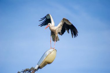 Beyaz bir leylek sokak lambasına tünemiş ve uçmak üzere.
