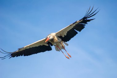 Kanatları açık beyaz bir leylek mavi gökyüzünde süzülüyor.