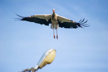 Sokak lambasının üzerinde uçan beyaz bir leylek.