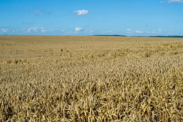 Ukrayna 'da altın buğday tarlası ve mavi gökyüzü