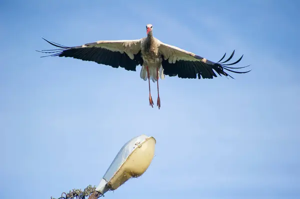 Sokak lambasının üzerinde uçan beyaz bir leylek.