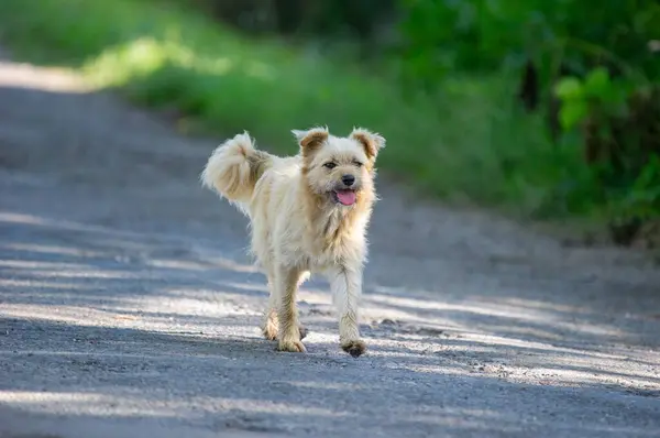 Yumuşak bir köpek dili dışarıda ve sarkık kulakları yolda koşuyor.