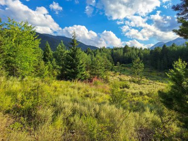 Bulgaristan 'ın Bansko kentindeki dağlarda orman