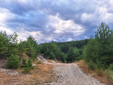 Dağlardaki kozalaklı ormana giden yol.