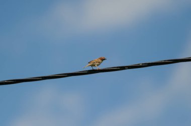 Avrasya ağaç serçesi mavi gökyüzüne karşı bir tel üzerinde