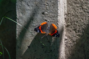 Vanessa Aalanta Kelebeği beton bir çitin üzerinde