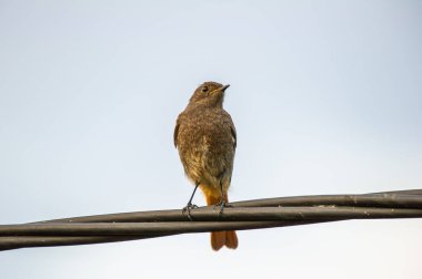 Siyah kızıl kabloya tünemiş.