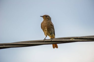 Siyah kızıl kabloya tünemiş.