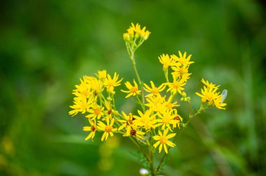 Yeşil arka planda sarı Jacobaea vulgaris çiçekleri