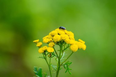 yeşil bir arka planda, sarı bir tansi çiçeğinin üzerindeki bir böcek.