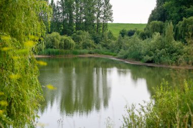 Göle yansıyan ağaçlar