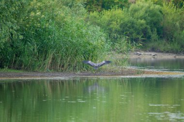 Gri balıkçıl gölün üzerinde uçuyor ve suya yansıyor.