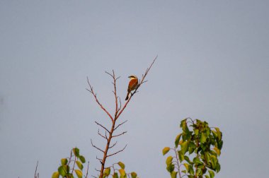  Kırmızı sırtlı örümcekkuşu bir ağaç dalına tünedi.