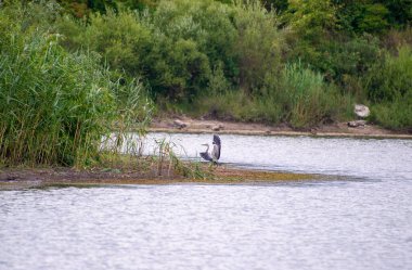 Göl kıyısında gri bir balıkçıl.